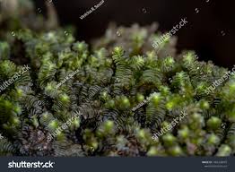 Attēlu rezultāti vaicājumam “Jungermanniopsida”