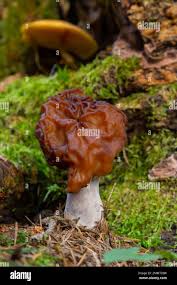 Attēlu rezultāti vaicājumam “Gyromitra esculenta”