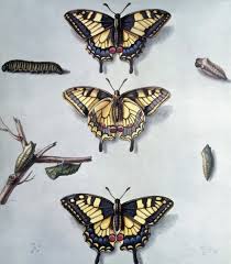 Attēlu rezultāti vaicājumam “Papilio machaon”