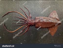 Image result for Dosidicus gigas