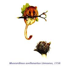 Attēlu rezultāti vaicājumam “Muscardinus avellanarius”