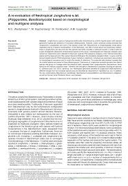 Attēlu rezultāti vaicājumam “Junghuhnia collabens”