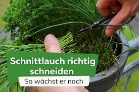 Image result for Schnittlauch