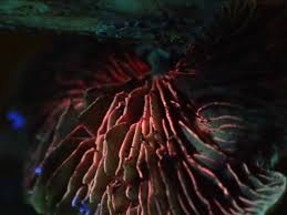 Attēlu rezultāti vaicājumam “Amaurochaete atra young”