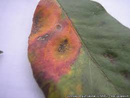 Attēlu rezultāti vaicājumam “Gymnosporangium sabinae”