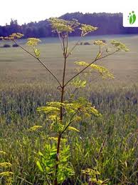 Attēlu rezultāti vaicājumam “Pastinaca sativa subsp. sylvestris leaf”