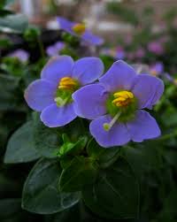 Image result for Exacum affine