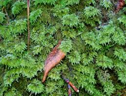 Attēlu rezultāti vaicājumam “Thamnobryum subserratum sporophyte”