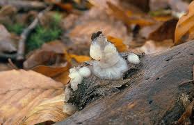 Attēlu rezultāti vaicājumam “Exidia thuretiana”