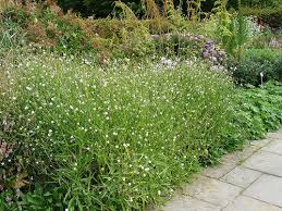 Image result for Succisella inflexa