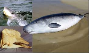 Image result for Kogia breviceps