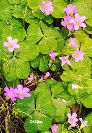 Attēlu rezultāti vaicājumam “Oxalidaceae”