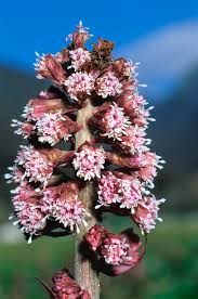 Attēlu rezultāti vaicājumam “Petasites hybridus flower”