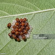 Attēlu rezultāti vaicājumam “Pentatomidae eggs”