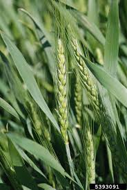 Attēlu rezultāti vaicājumam “Triticum aestivum”