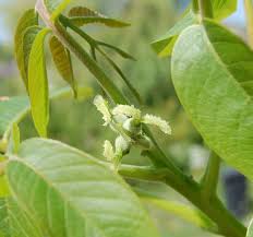 Attēlu rezultāti vaicājumam “Juglans mandshurica female flower”