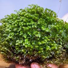 Attēlu rezultāti vaicājumam “Mnium hornum”