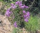 Iron Weed