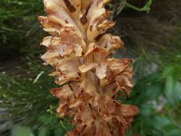Attēlu rezultāti vaicājumam “Orobanche elatior flower”