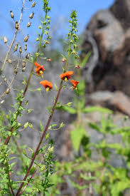 Image result for Alonsoa liniflora