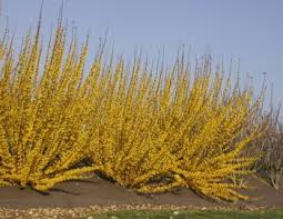 Attēlu rezultāti vaicājumam “Forsythia intermedia”