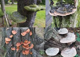 Attēlu rezultāti vaicājumam “Phellinus”