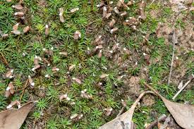 Attēlu rezultāti vaicājumam “Pleuridium subulatum sporophyte”