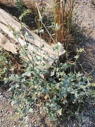 Attēlu rezultāti vaicājumam “Atriplex littoralis fruit”