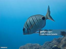 Image result for Diplodus sargus