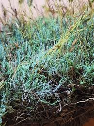 Attēlu rezultāti vaicājumam “Saelania glaucescens”