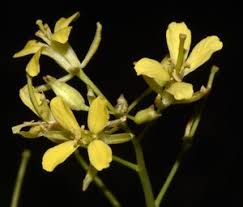 Attēlu rezultāti vaicājumam “Sisymbrium altissimum leaf”