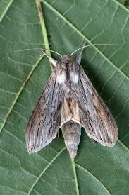 Attēlu rezultāti vaicājumam “Cucullia umbratica”