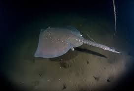 Image result for Raja clavata