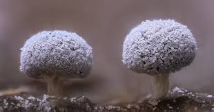 Attēlu rezultāti vaicājumam “Colloderma oculatum”