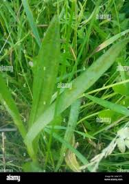 Attēlu rezultāti vaicājumam “Dactylorhiza majalis subsp. baltica bud”