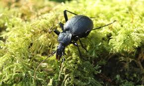 Attēlu rezultāti vaicājumam “Cychrus caraboides”