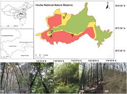 Attēlu rezultāti vaicājumam “Paradiacheopsis rigida stalked”