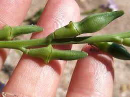 Attēlu rezultāti vaicājumam “Cakile maritima subsp. baltica leaf”
