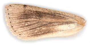 Attēlu rezultāti vaicājumam “Mythimna impura”