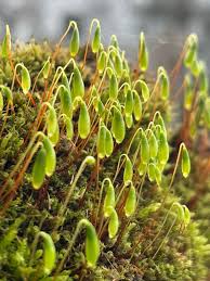 Attēlu rezultāti vaicājumam “Bryum capillare”