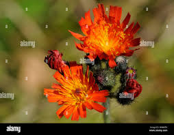 Image result for Hieracium aurantiacum