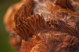 Attēlu rezultāti vaicājumam “Stemonitis flavogenita stalked”