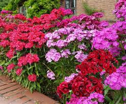 Image result for Dianthus barbatus