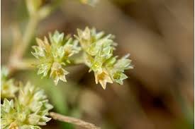Attēlu rezultāti vaicājumam “Scleranthus annuus flower”