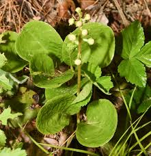 Attēlu rezultāti vaicājumam “Pyrola minor leaf”