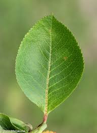 Attēlu rezultāti vaicājumam “Aronia melanocarpa leaf”