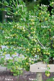 Attēlu rezultāti vaicājumam “Ribes uva-crispa leaf”