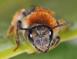 Attēlu rezultāti vaicājumam “Andrena haemorrhoa female”