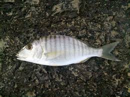 Image result for Lithognathus lithognathus