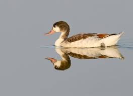Attēlu rezultāti vaicājumam “Tadorna tadorna juvenile”